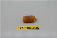 藏品(光手酋婦蟹)的圖片